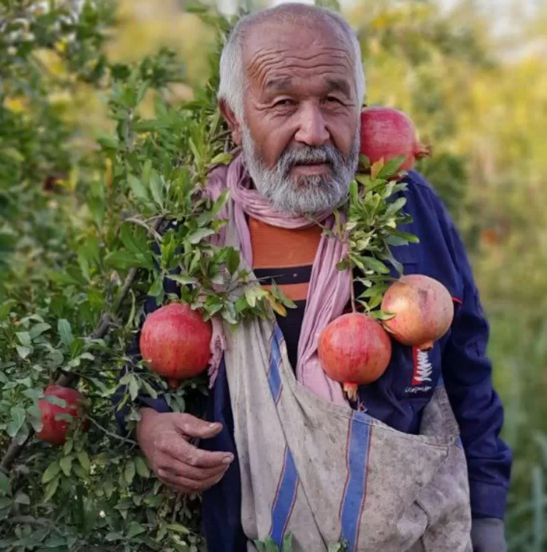 برداشت انار در ساوه