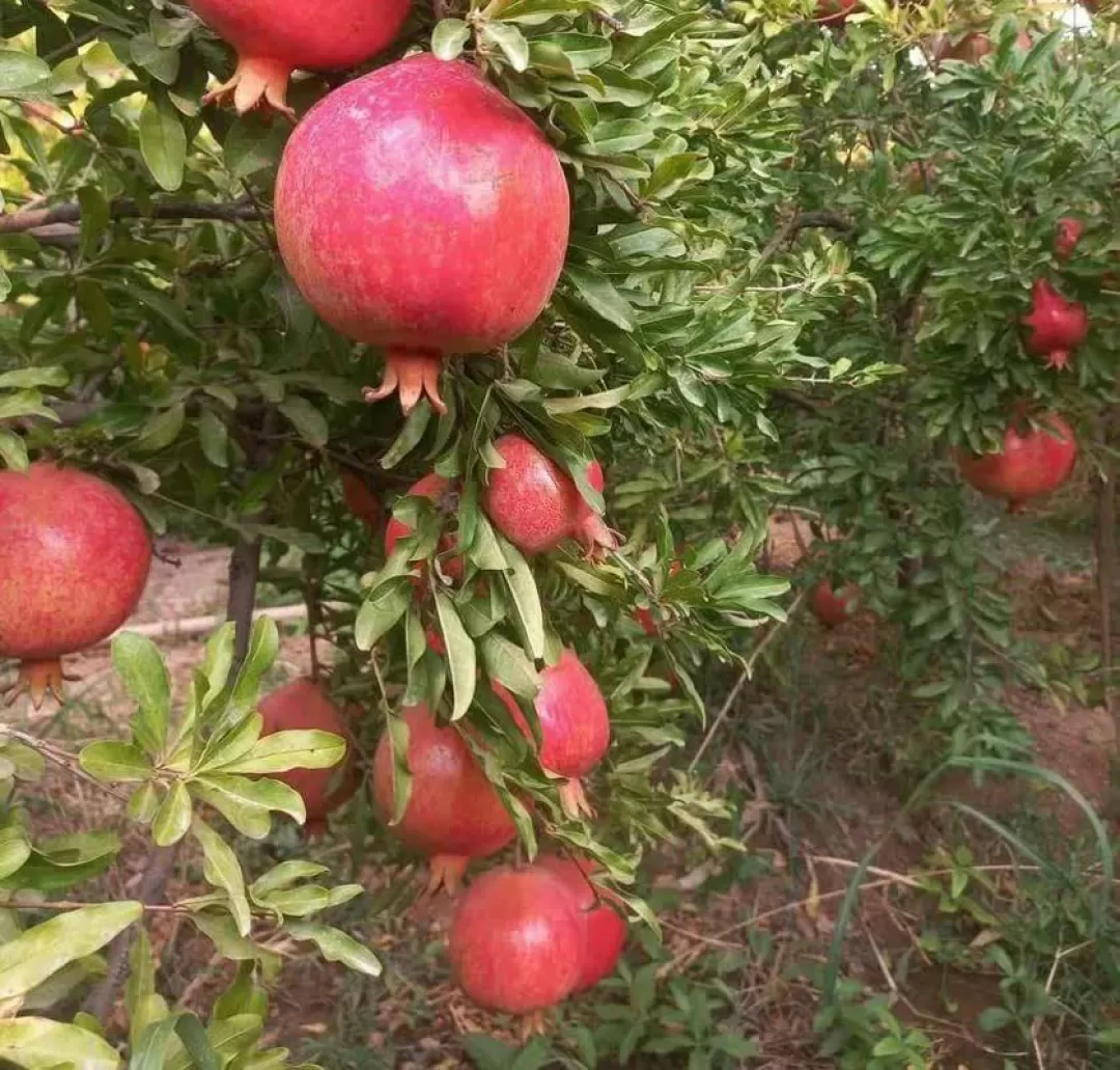 برداشت انار در ساوه