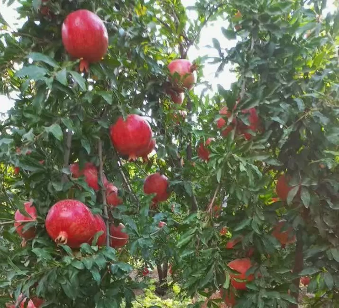 برداشت انار در ساوه