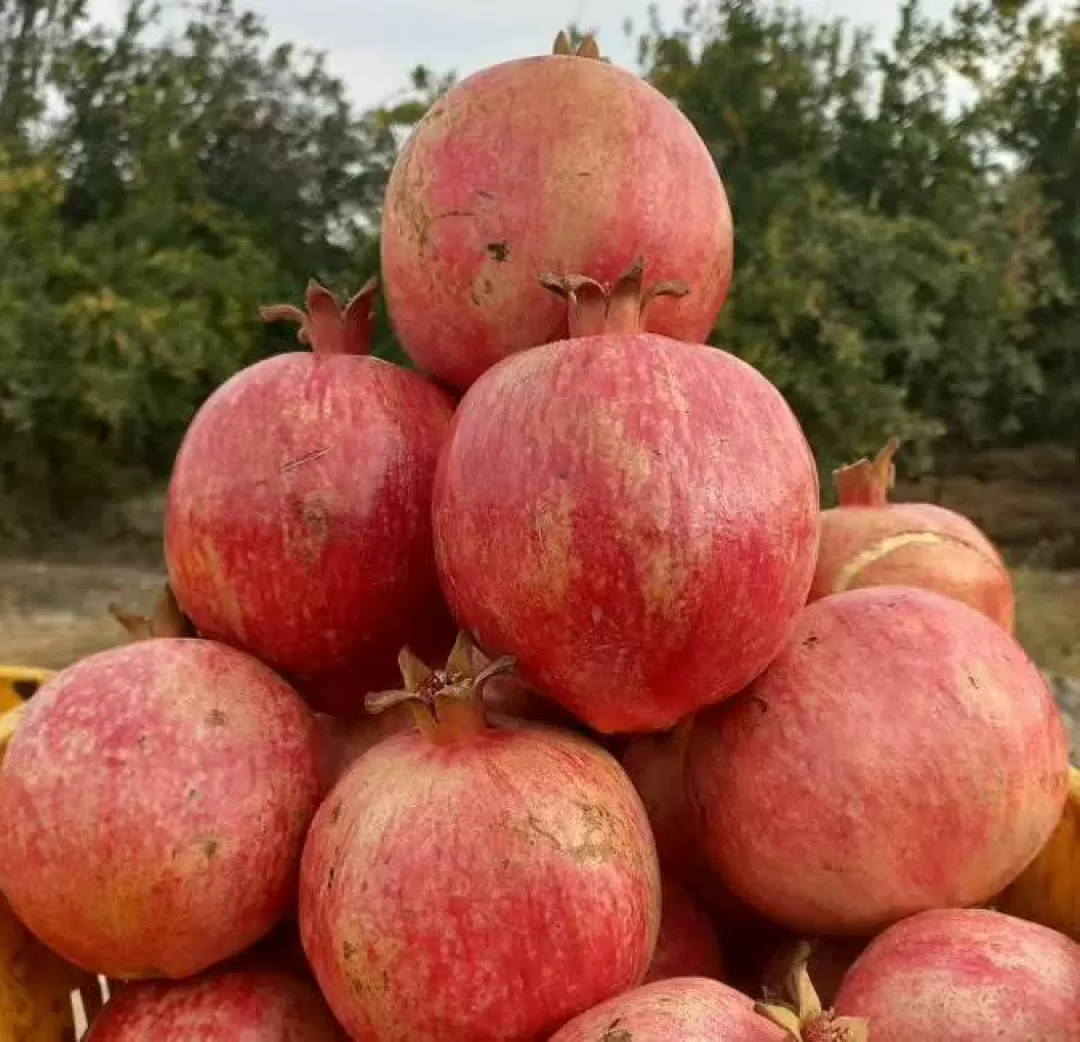 برداشت انار در ساوه