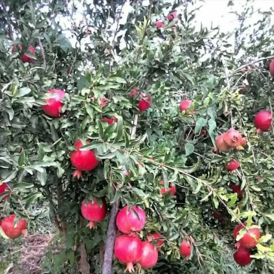برداشت انار در ساوه