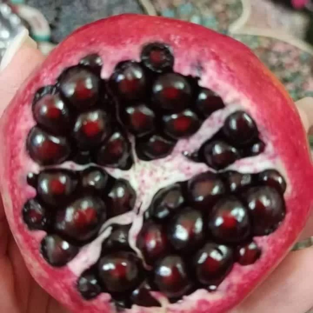 برداشت انار در ساوه