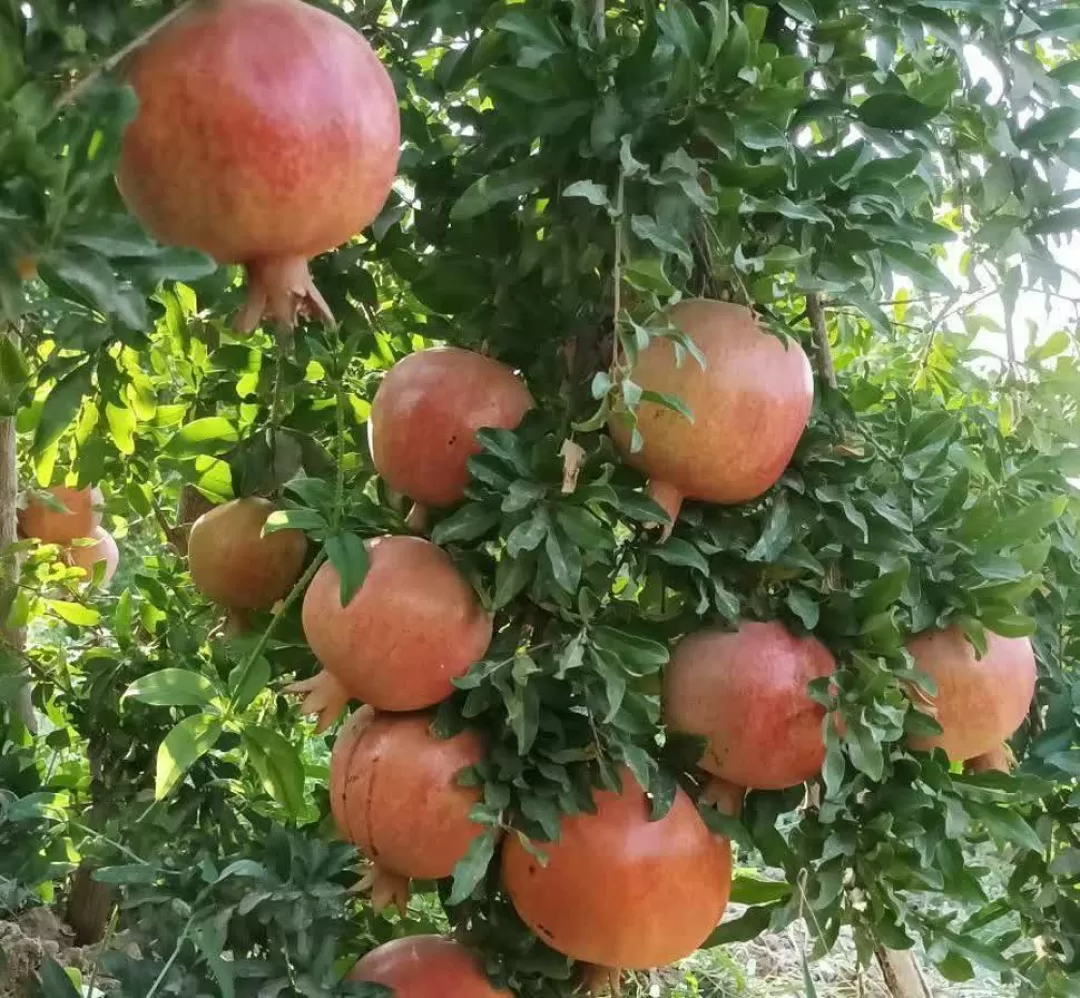 برداشت انار در ساوه