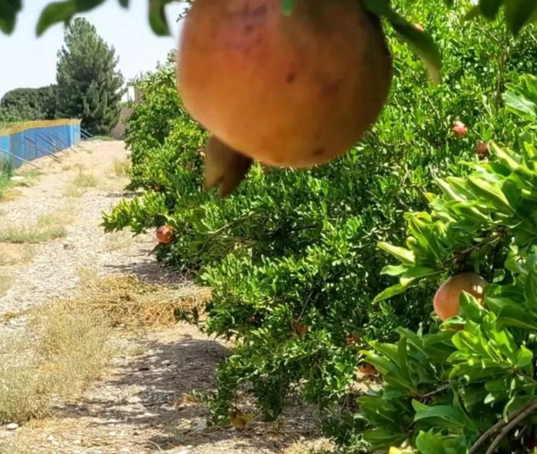 برداشت انار در ساوه