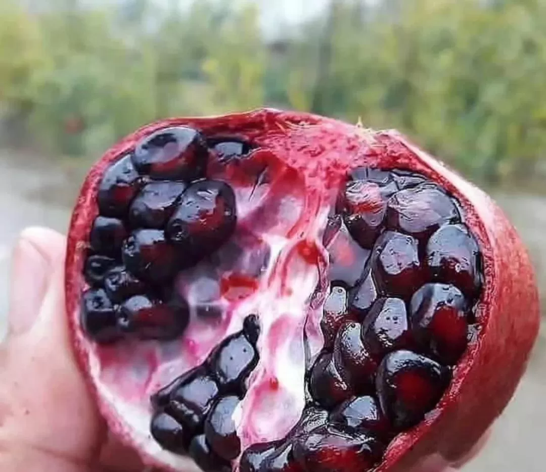 برداشت انار در ساوه