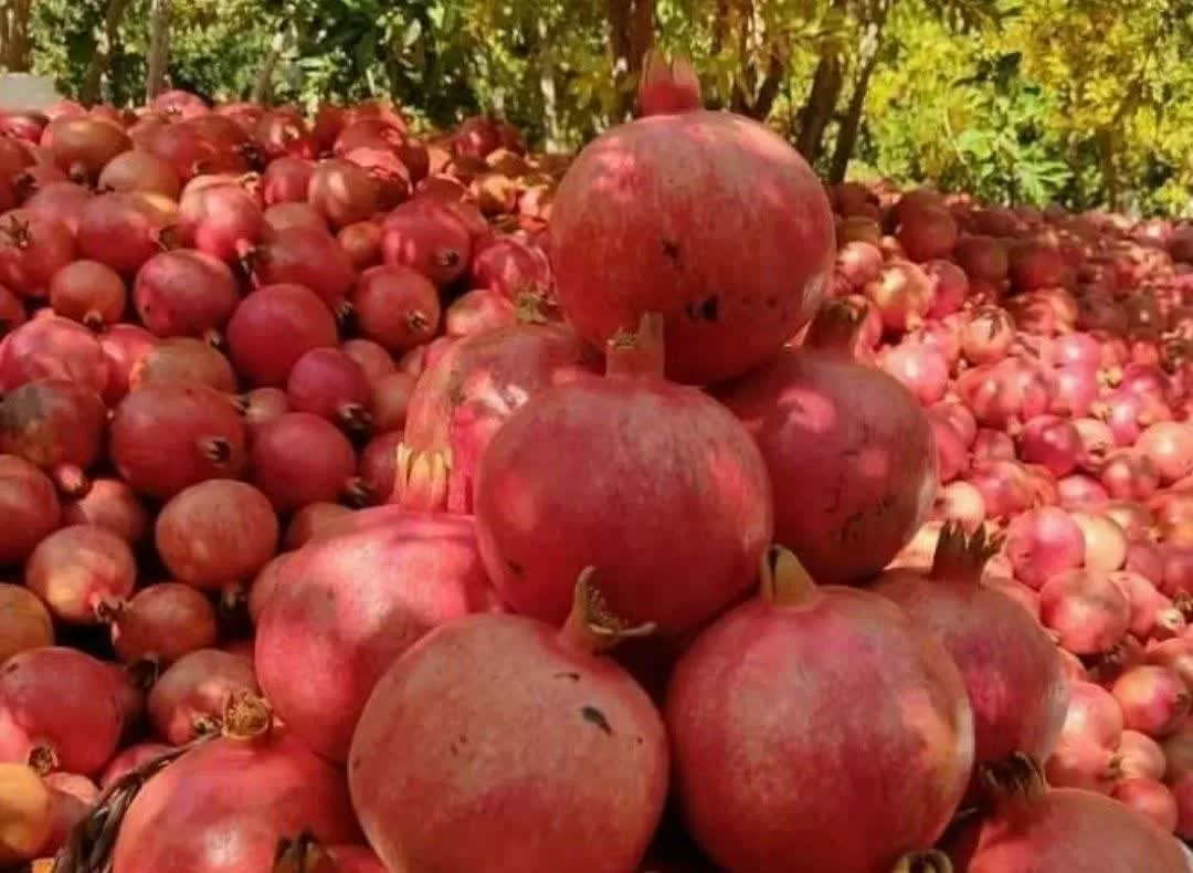 برداشت انار در ساوه