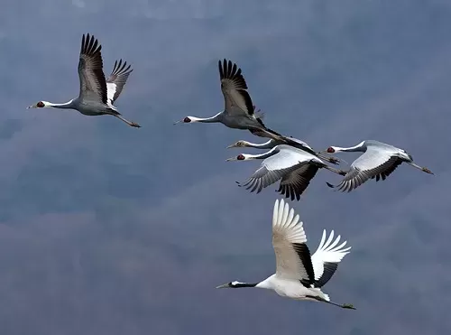 درنا، پرنده امید