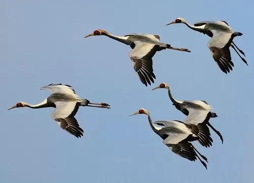 درنا، پرنده امید