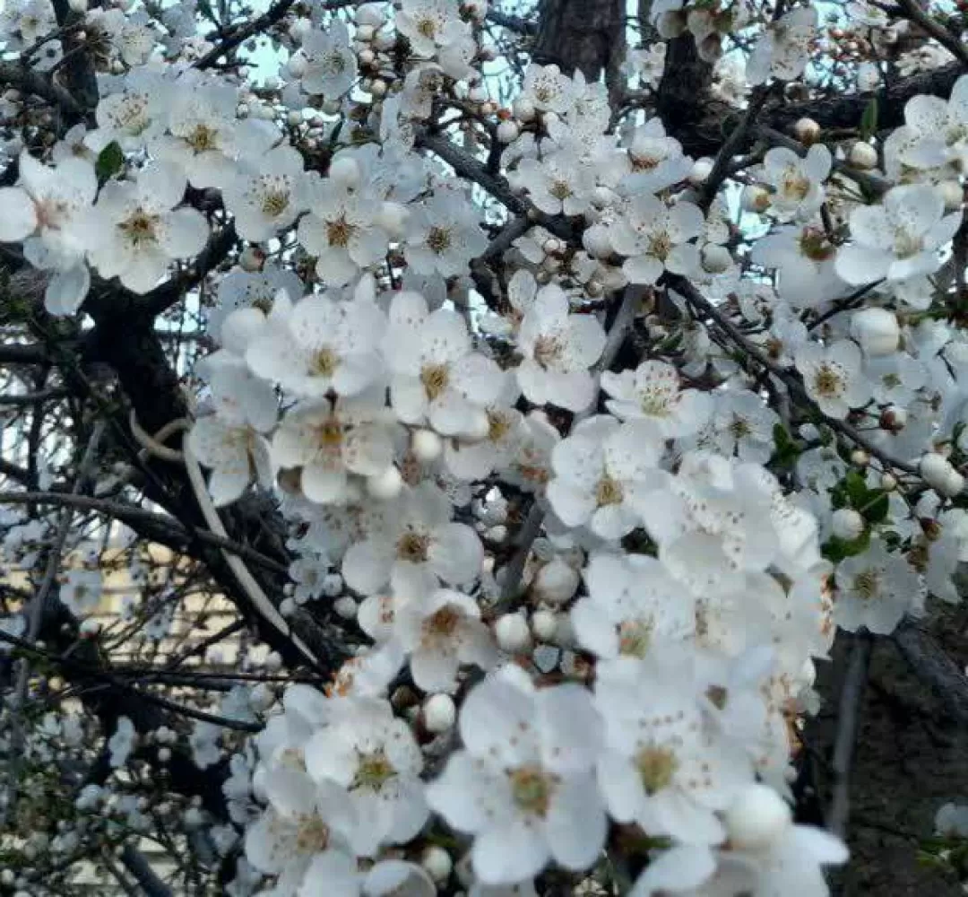 طبیعت بهاری روستای علیشار
