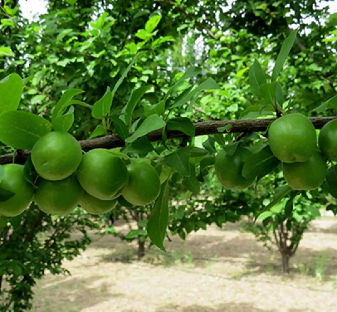 آغاز برداشت گوجه سبز در یل آباد ساوه