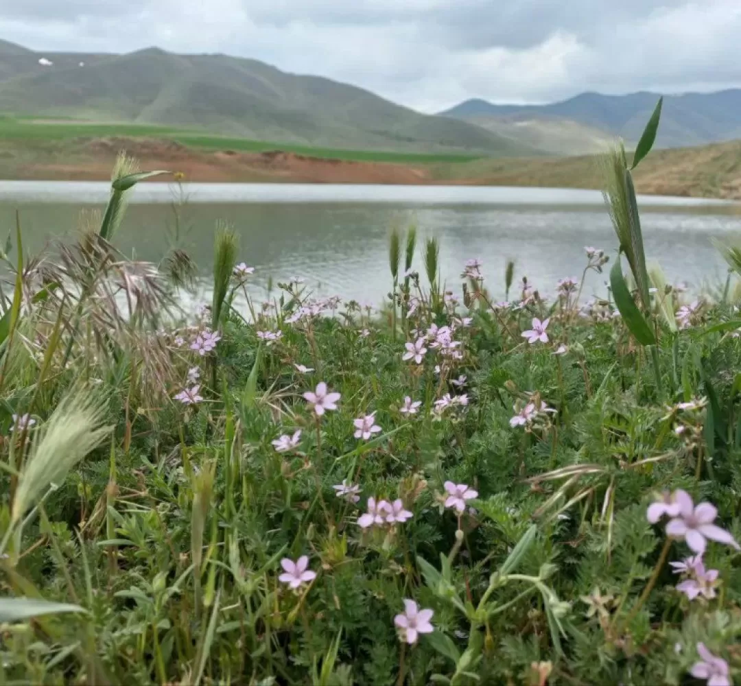 طبیعت زیبای بهاری خنداب