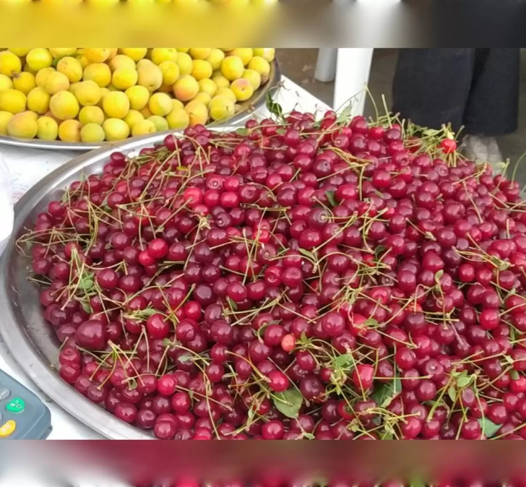 جشنواره آلبالو گیلاس در خنداب