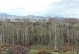 طبیعت بهاری تفرش
