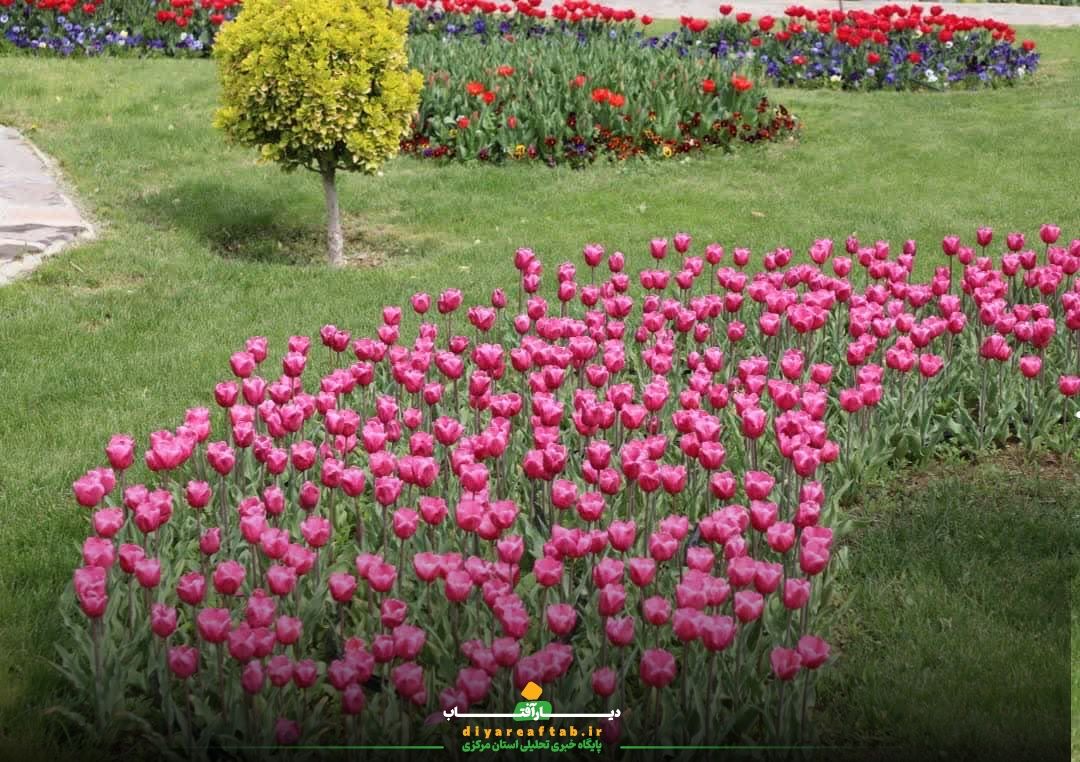 گشایش باغ گل‌های لاله در اراک