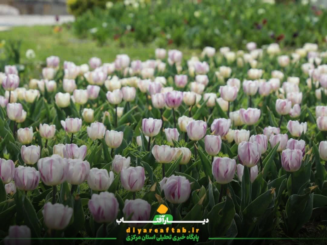 جشنواره باغ گل‌های لاله در اراک