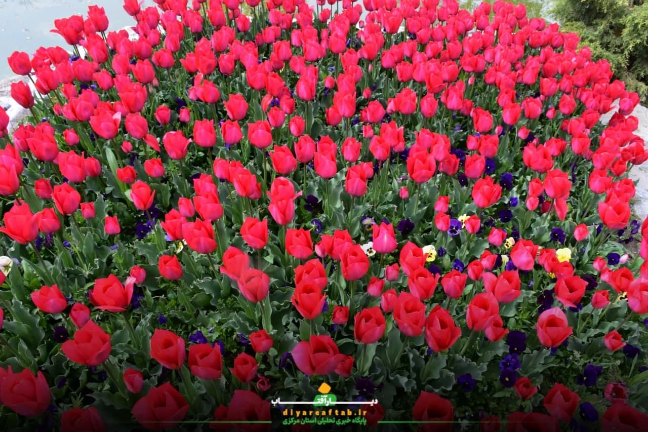جشنواره باغ لاله‌ها در اراک