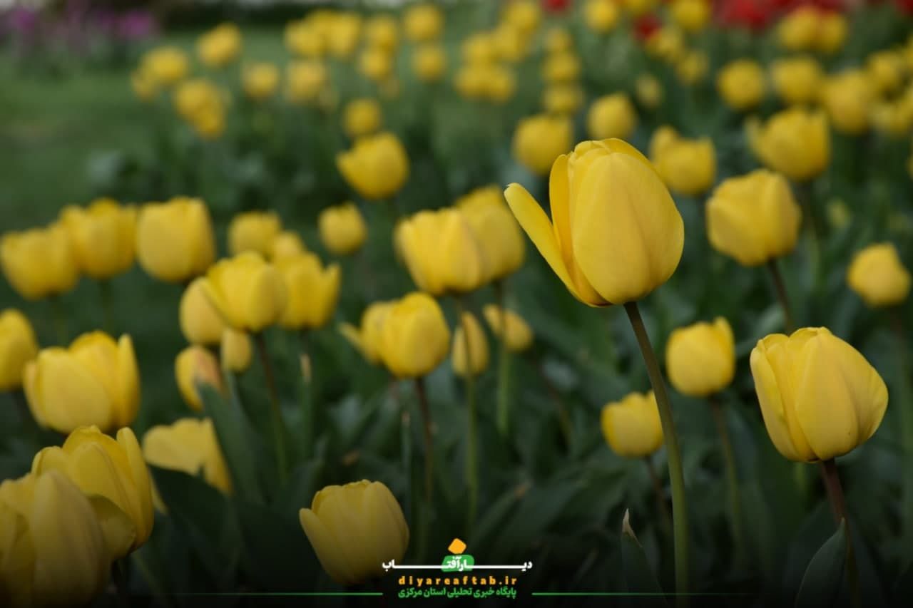 جشنواره باغ لاله‌ها در اراک