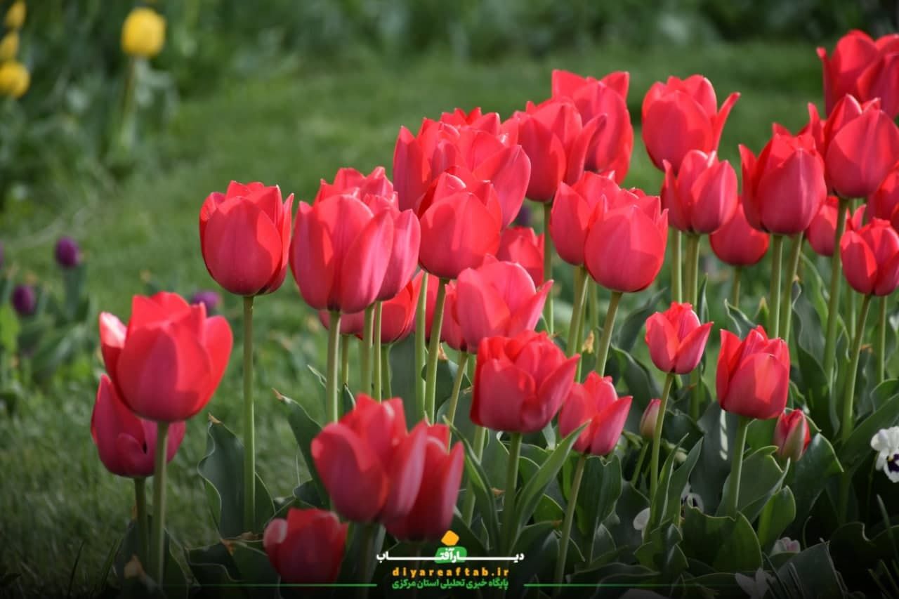 جشنواره باغ لاله‌ها در اراک