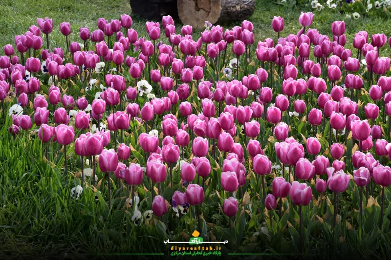 جشنواره باغ لاله‌ها در اراک