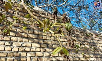 خسارت 488 میلیارد ریالی سرما به باغات تفرش