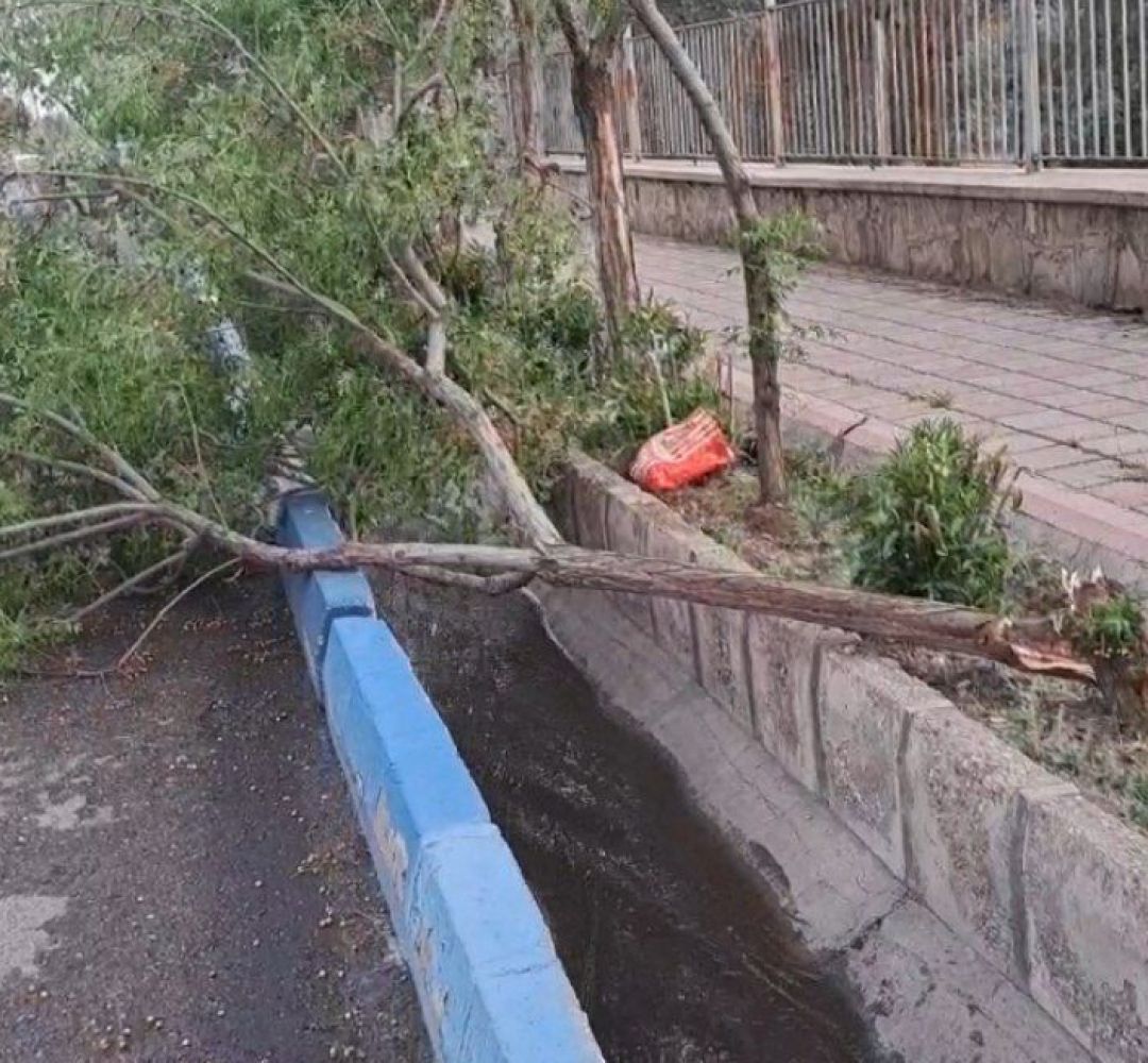 وزش شدید باد و شکستن درختان در ساوه