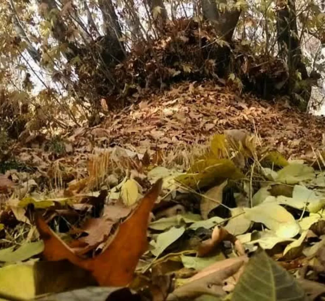 پاییز دلانگیز روستای «بالقلو» ساوه