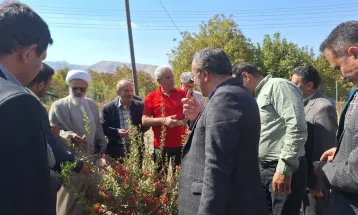 برگزاری روز مزرعه برداشت زرشک