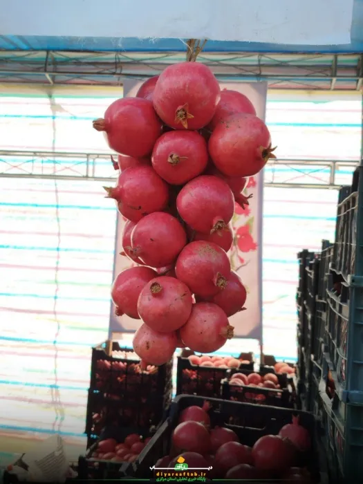جشنواره انار در «خورهه»