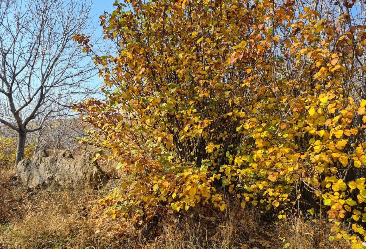 پاییز رنگی در روستای جوشقان
