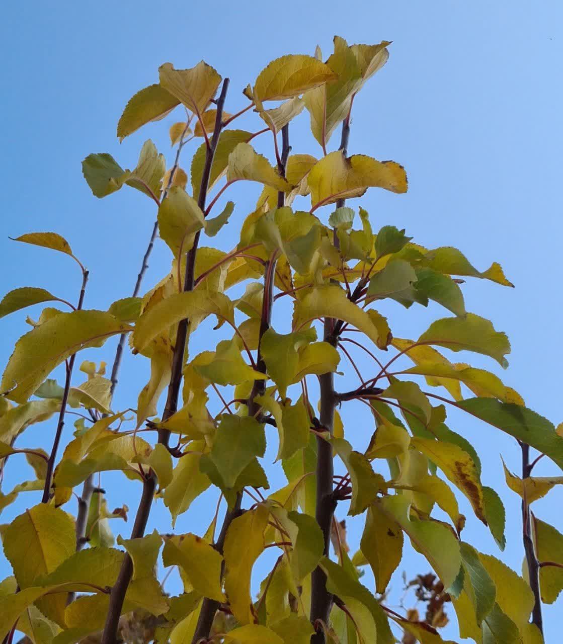 پاییز رنگی در روستای جوشقان