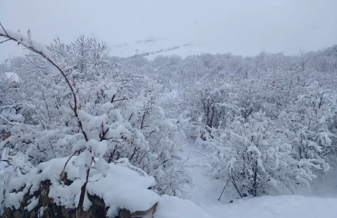 بارش برف در ساوه