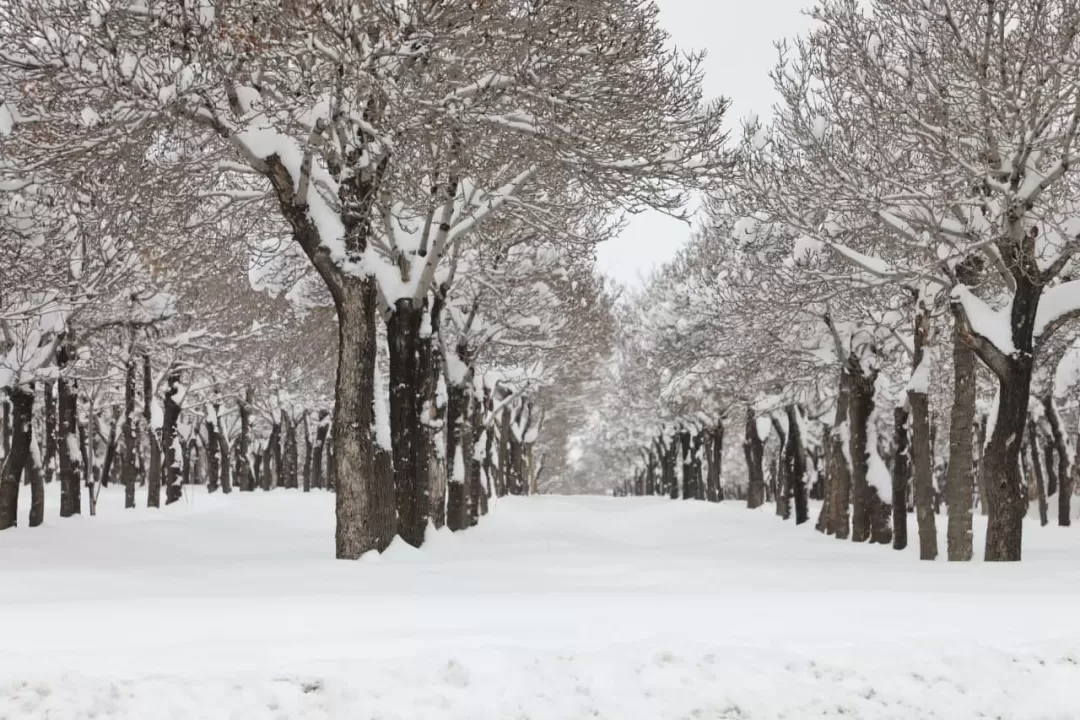 زیبایی‌های اراک در یک روز برفی