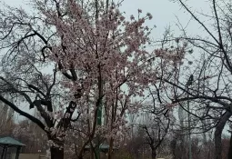 طراوت باران بهاری در تفرش